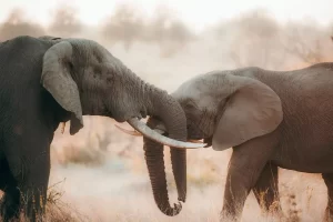 Tanzania wildlife safaris
