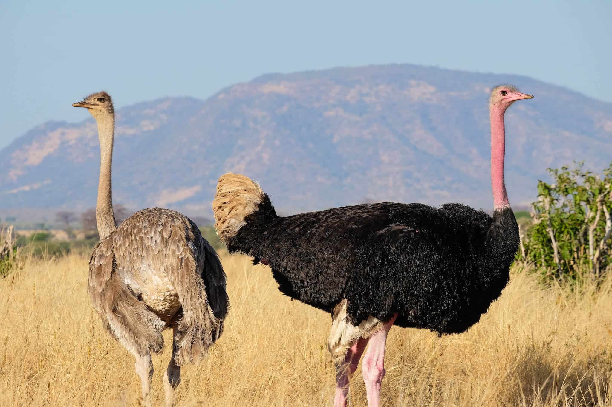 Ostriches-in-Ruaha