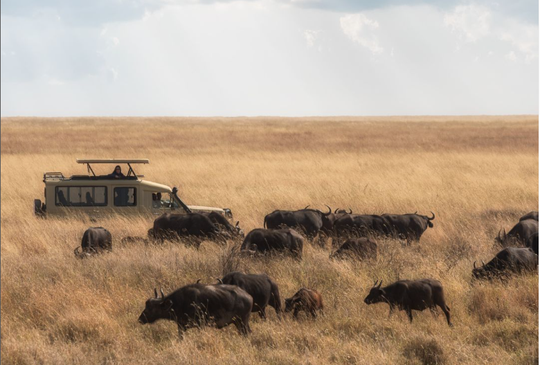 A day in the life of a safari guide