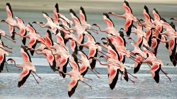 Birds in Lake Manyara