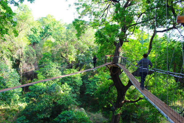 The Tree-top Canopy Walk