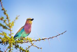 how you can see Rare and Beautiful Birds