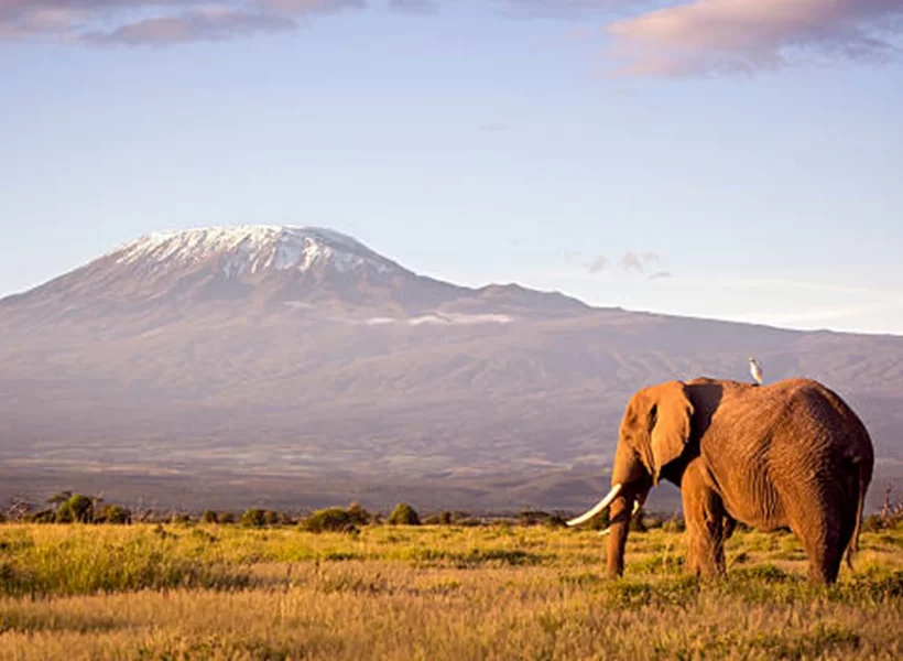 New Year's Adventure: Summiting Kilimanjaro for a Spectacular Start to 2024